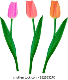 Set of tulips. Vector illustration