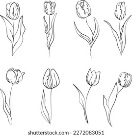 set of tulips vector line, spring flowers, tulips, outline image of flowers