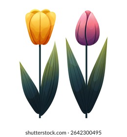 Set of tulips. Yellow-orange, pink-purple flowers with gradient shading. Isolated on white background, suitable for spring design, cards, patterns or packaging. Vector