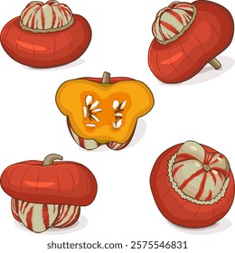 Set of Turban Squash or Turk’s Turban. Winter squash. Cucurbita maxima. Vegetables. Clip art. Isolated vector illustration.