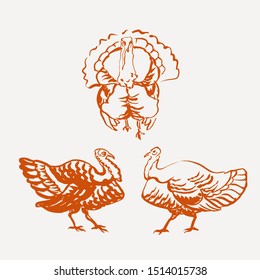 Set of turkey bird illustrations for Thanksgiving card, print, packaging. Freehand line drawing. Vintage style.