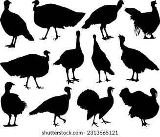 Set of Turkey Silhouette, Pet Animal, Flying Bird