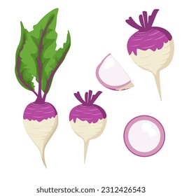 Set of turnip isolated on white background. vector illustration.