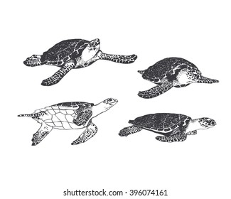 Set. Turtle in 4 different angles