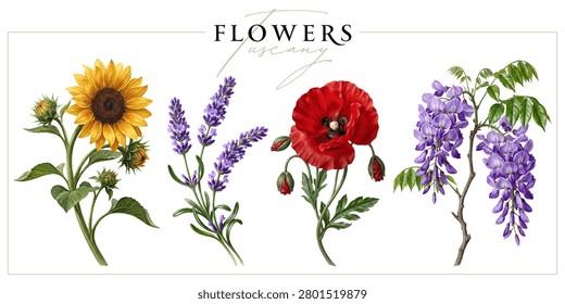 Set of Tuscany and Provence flowers isolated on a white background. Vintage painting style illustration.