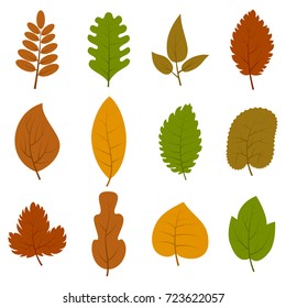 Set of twelve different autumn leaves isolated on white background. Vector illustration. 
