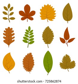Set of twelve different autumn leaves isolated on white background. Vector illustration. 