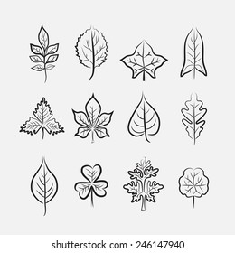 Set of twelve different types of leaves on grey background