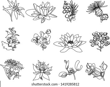 A set of twelve garden flowers: edelweiss, lotus, mimosa, nymphaea, thistle, immortelle, mistletoe, belladonna, gentian, dandelion. Contour images of flower plants