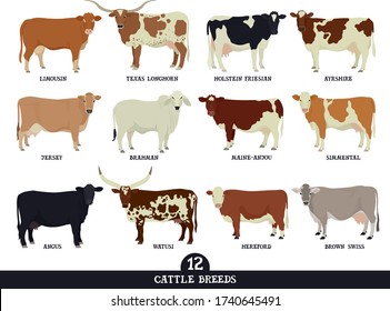 Set of twelve popular cattle breeds Flat vector illustrations Isolated objects Cattle breeding and stock raising Farming today set