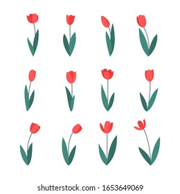 Set of twelve red tulips isolated on a white background. Collection of spring flowers of different shapes. Vector illustration.