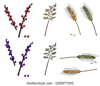 A set of twigs with berries, herbs from the fields, and a wheat ear. Different seasons. Vector isolated on white for botanical  bouquet design.