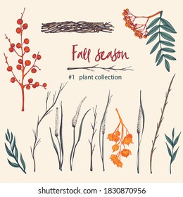 Set of twigs, berries, and leaves of autumn plant. Hand-drawn Christmas vintage sketch botanical illustration. Engraving style. Pure organic eco herbs Flat color vector isolated on beige background.