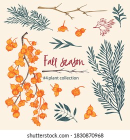 Set of twigs, berries, and leaves of autumn plant. Hand-drawn vintage sketch botanical illustration. Engraving style. Pure organic eco herbs Flat color vector isolated on beige background.