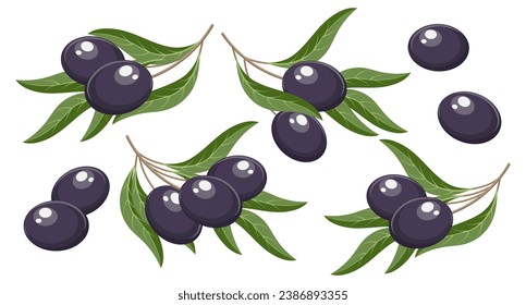 Set of twigs with black olives and leaves. Illustration, decorative elements, vector