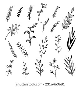 Set of twigs in doodle style. Vector branches of plants.