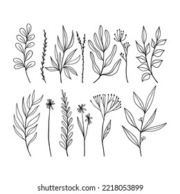 Set of twigs and flowers in doodle style. natural decor isolated on white background.