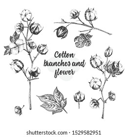 Set of twigs, flowers and leaves of a cotton plant. Hand-drawn vintage sketch botanical illustration. Engraving style. Pure organic eco herbs Black and white vector isolated on white backgound.