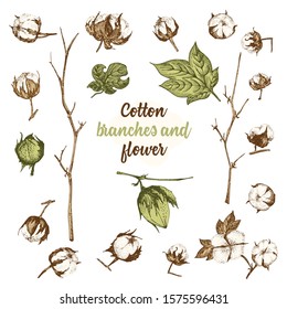 Set of twigs, flowers and leaves of cotton plant. Hand-drawn vintage sketch botanical illustration. Engraving style. Pure organic eco herbs Flat color vector isolated on white backgound.
