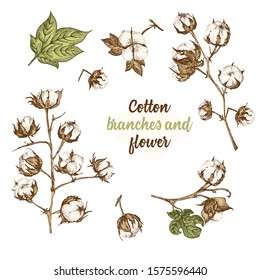 Set of twigs, flowers and leaves of cotton plant. Hand-drawn vintage sketch botanical illustration. Engraving style. Pure organic eco herbs Flat color vector isolated on white backgound.