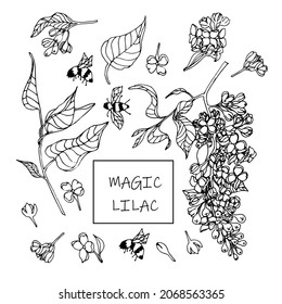 Set of twigs and flowers of lilac. Vector hand-drawn black and white illustration.