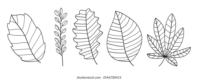 Set of twigs with leaves botanical hand- drawing collection.Vector illustration 