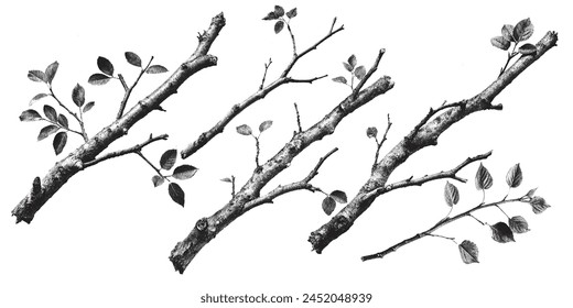 set of twigs and leaves old carved branch Branch vector vintage illustration Tree branch print.