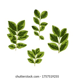 Set of twigs with leaves. Summer collection of spotted leaves, vector illustration.