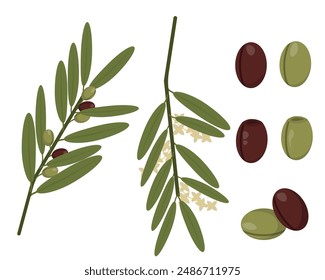 Set of twigs with olive fruits and flowers, olive fruits of different colors vector illustration for design