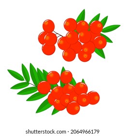 Set of twigs with red rowan berries and green leaves. Vector illustration