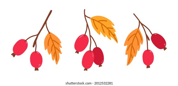 Set of twigs with rose hips and golden leaves isolated on white background. Vector hand-drawn illustration in cartoon flat style. Perfect for your project, cards, logo, decorations.