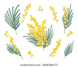 A set of twigs of yellow mimosa. Spring blooming flowers. A simple flat illustration. Seasonal botanical background.