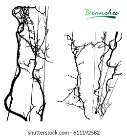 Set of twisted plants Schisandra Chinese liana. Branches, stems on the support. Detailed vector illustration. Silhouette.