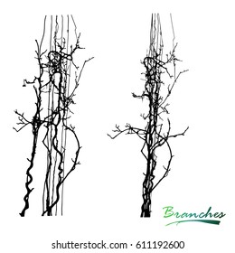 Set of twisted plants Schisandra Chinese liana. Branches, stems on the support. Detailed vector illustration. Silhouette.