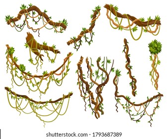 Set of twisted wild lianas branches. Jungle vine