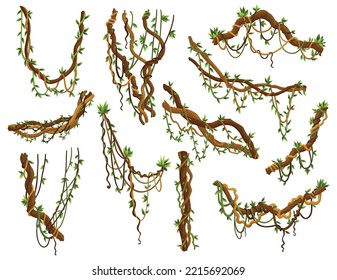 Set Of Twisted Wild Lianas Branches. Jungle Vine Plants. Rainforest Flora And Exotic Botany