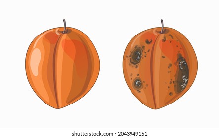 Set of two apricots in cartoon style in orange color. Good ripe apricot and rotten. Stock vector illustration isolated on a white background.