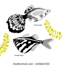 
Set with  two aquarium fishes. Poecilia reticulata and Carnegiella strigata . Isolated black and white fish on a white background with green aquatic plants.Hand-drawn vector illustration.Aquaristics.