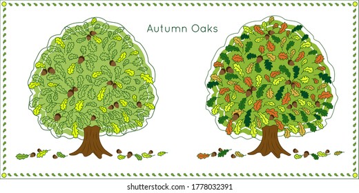 Set of two autumn oaks. One tree is depicted in early autumn, the other is shown in mid-autumn. Some acorns and leaves are fallen near the tree. Vector illustration. Cheerful impression.