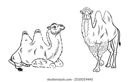 Conjunto de dos hermosos camellos realistas de dos jorobas de pie y sentado en negro sobre fondo blanco. Dibujado a mano ilustración de boceto de Vector en estilo de arte de línea vintage grabado doodle. Egipto, exótico