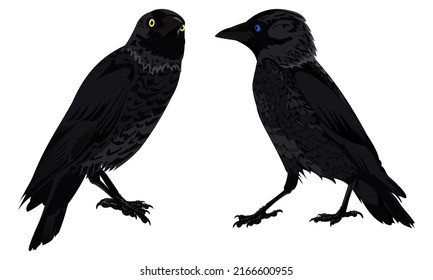 Set of two black crows in different angles with yellow and blue eyes on a white background