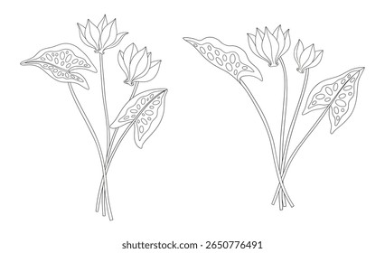 Conjunto de dois buquês de flores de ciclâmen com folhas. Grupos de plantas selvagens perenes florescentes. Linhagem, estilo mínimo, contorno. Elementos botânicos desenhados à mão para projetos de design. Ilustração vetorial