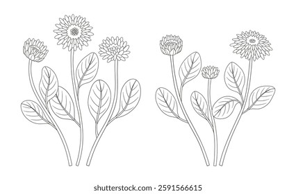 Set of two bouquets, flowers with leaves. Bunches of blooming wild plants, wildflowers. Line art, minimal style, contour. Botanical hand-drawn elements for design projects. Vector illustration