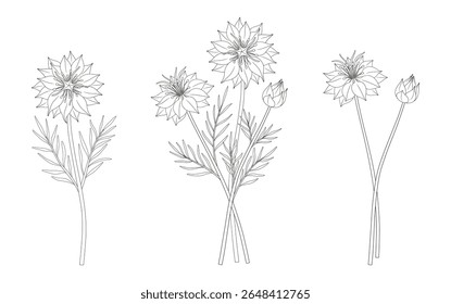 Conjunto de dois buquês de flores nigella. Grupos de plantas selvagens perenes florescentes com folhas. Linhagem, estilo mínimo, contorno. Elementos botânicos desenhados à mão para projetos de design. Ilustração vetorial