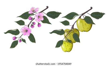 A set of two branches of apples. Blooming apple tree branch and green apple branch in cartoon style. Stock vector illustration isolated on a white background.