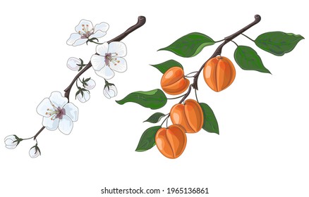 Set of two branches of apricot. One branch of blossoming apricots and the other with apricots. Stock vector illustration isolated on white background.