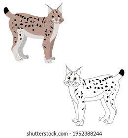 Set of two brown lynx and an outline for coloring