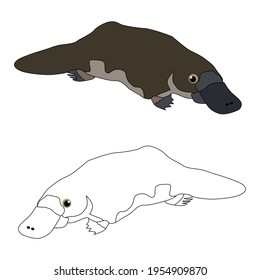 Set of two brown platypus and an outline for coloring