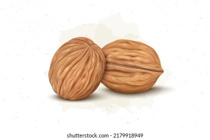 Set of Two Brown walnut vector illustration isolated on white background