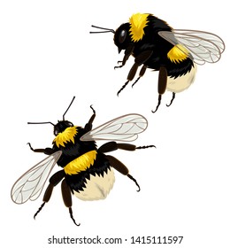 Set of two bumblebees isolated on a white background in different angles. Vector illustration